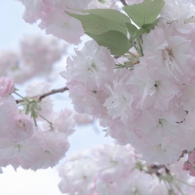 兽设黎明场景绘制兽圈群